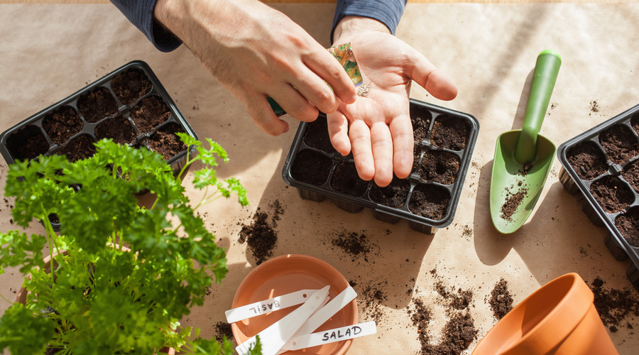 Read more about the article The Surprising Link Between Home Gardening and Improved Mental Health