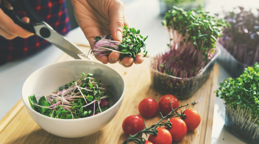 The benefits of growing Microgreens at Home